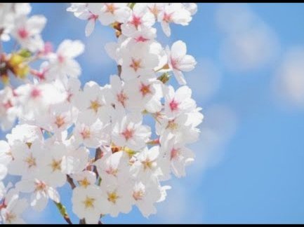 花呗收款秒到账吗