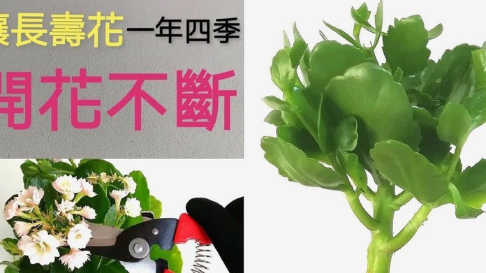 花呗收款秒到账吗