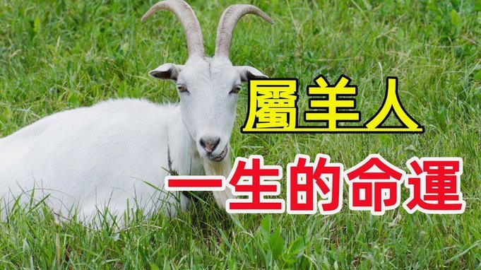 羊小咩备用金怎么申请