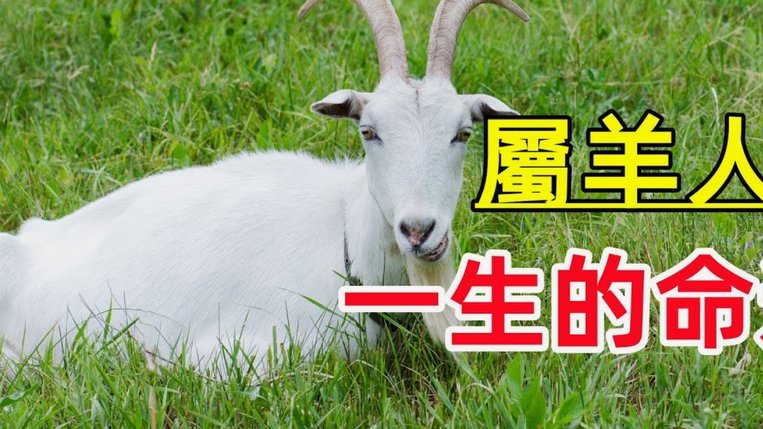 羊小咩购物额度会影响借款额度吗
