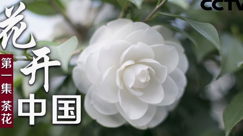 套现花呗平台 出多少钱
