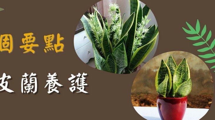 商家玩转花呗兑现，轻松变现