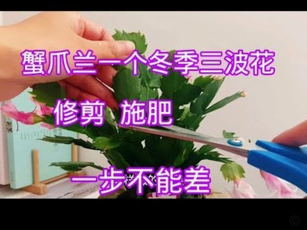 拿去花怎么套出来操作方法