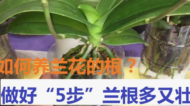 拿去花怎么套出来操作方法