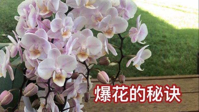 花呗使用的平台有哪些
