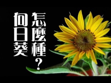 花呗现象 怎么解决