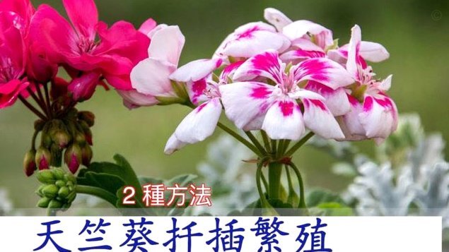 花呗现象 怎么解决