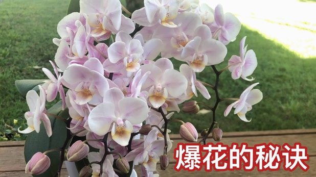花呗 怎么提现到银行卡