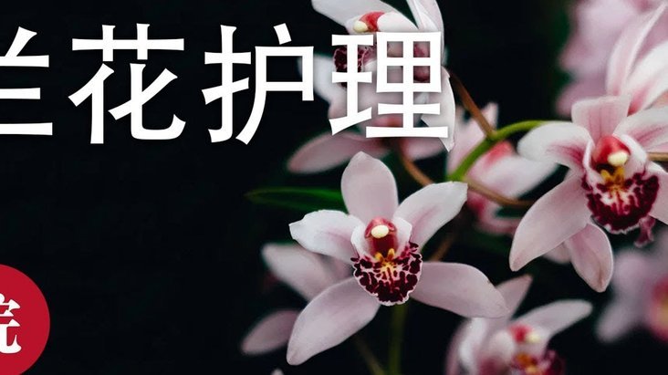 花呗 怎么提现到银行卡