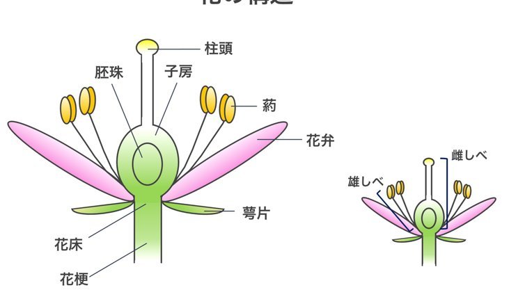 揭秘花呗提现的真相与风险提示