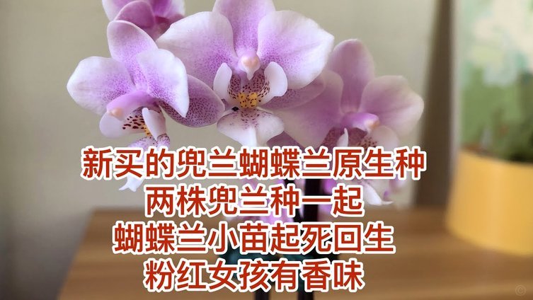 轻松关闭携程拿去花
