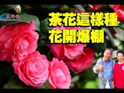 揭秘拿去花套现背后的商家策略与风险