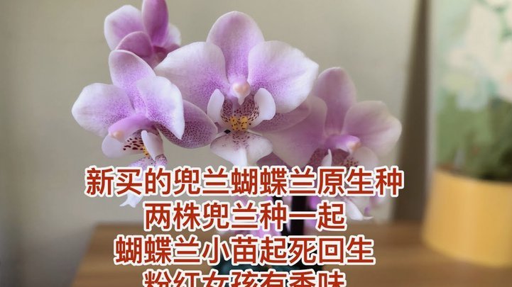 携程拿去花还款遇阻？用户陷入财务困境