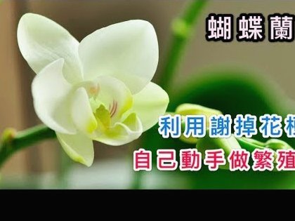 套花呗分期怎么回事
