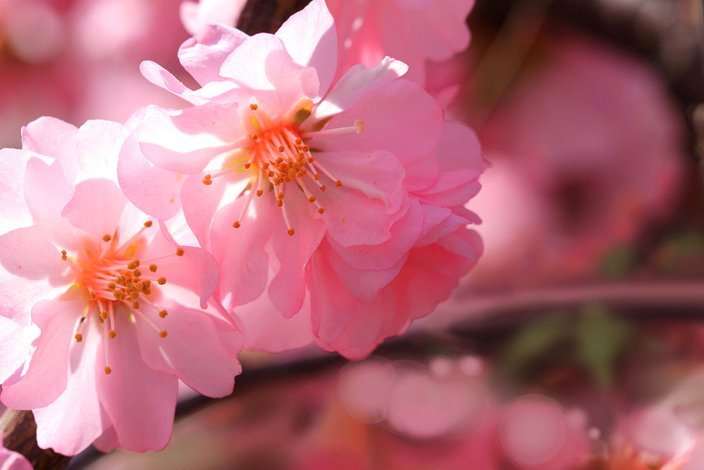 秒花是什么意思