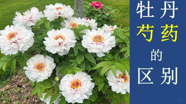 花呗关了之后就不能开了吗
