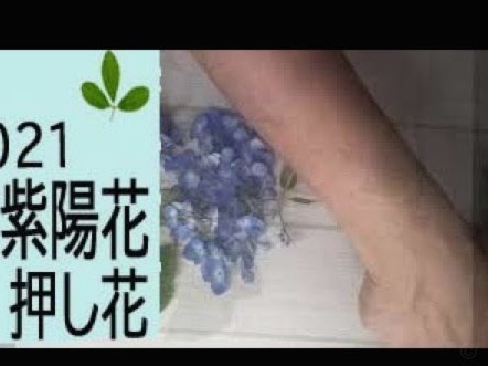 秒用花用户真实评价