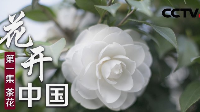 携程“拿去花”提现多久到账？详解影响进账的因素